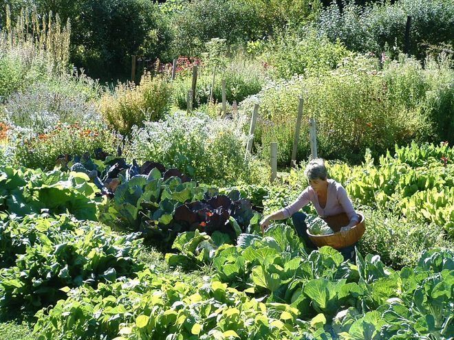 vegetable garden